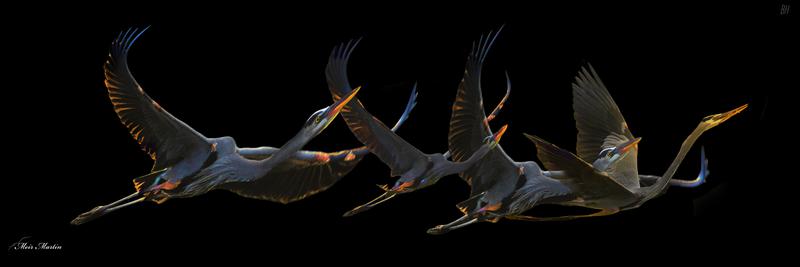 Meir Martin's Artwork MM-471