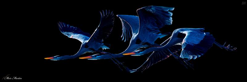 Fix it and have hashtag :MM-MM-478  Meir Martin artwork Lost in the clouds , 3 big Great Blue Heron flying in the graey cloud  meir martin surreal artwork sold as limited edition size 20x60   Incredible artwork by Meir Martin - a breathtaking blue heron in its natural habitat during the early hours of the day. The colors and details are absolutely captivating, and I was thrilled to discover that it's a limited edition piece with only a few available in the size of 20x60. This artwork is definitely a must-have addition to any art collection!   #art #limitededition #MeirMartin #blueheron #nature #beautiful #captivating #collection.