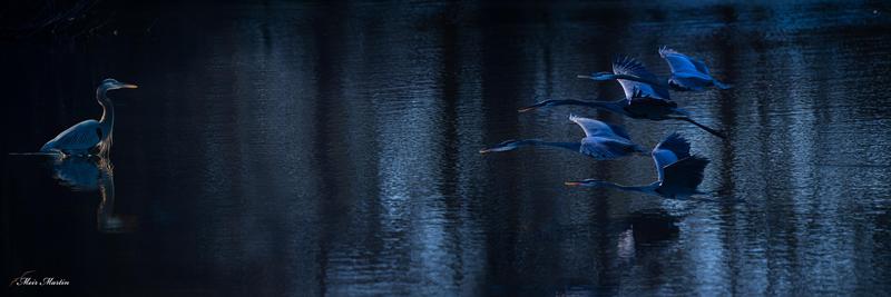 Great Blue heron Meir Martin's Artwork #MM-0534