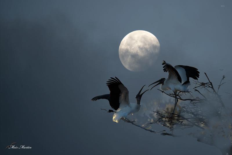 "MM-559: The Moon and Wood Stork in Early Morning Serenity. Meir Martin's artwork elegantly captures a wood stork in graceful silhouette against the moon's descent. Immerse yourself in the serene beauty of nature's harmonious dance, as depicted in this mesmerizing masterpiece. While I cannot see it on my wall, it promises to add captivating allure to any space."