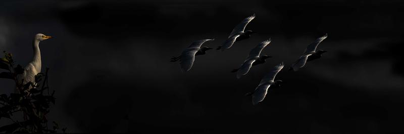 MM-205. It features a stunning Cattle egret with open wings, gracefully overshadowing birds against a black and grey sky. The artwork is sold as a Limited Edition and measures 20x60 inches. It's a mesmerizing piece that captures the true essence of nature and wildlife, much like Meir Martin's artwork depicting Wood storks in Wakodahatchee, Florida.