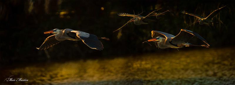 Looking for a beautiful and unique piece of artwork to add to your home decor? Look no further than the MM-213 Glory light of the Great Blue heron by Meir Martin. This stunning piece captures the majesty of the Great Blue heron as it soars above the sparkling water, clutching nesting materials in its beak. With a size of 20x60 and sold as a limited edition, this artwork is sure to impress. Not only will it show your love of nature, but it will also be a conversation starter for any guest who sees it on your wall. Don't miss your chance to own a piece of Meir Martin's incredible artwork.