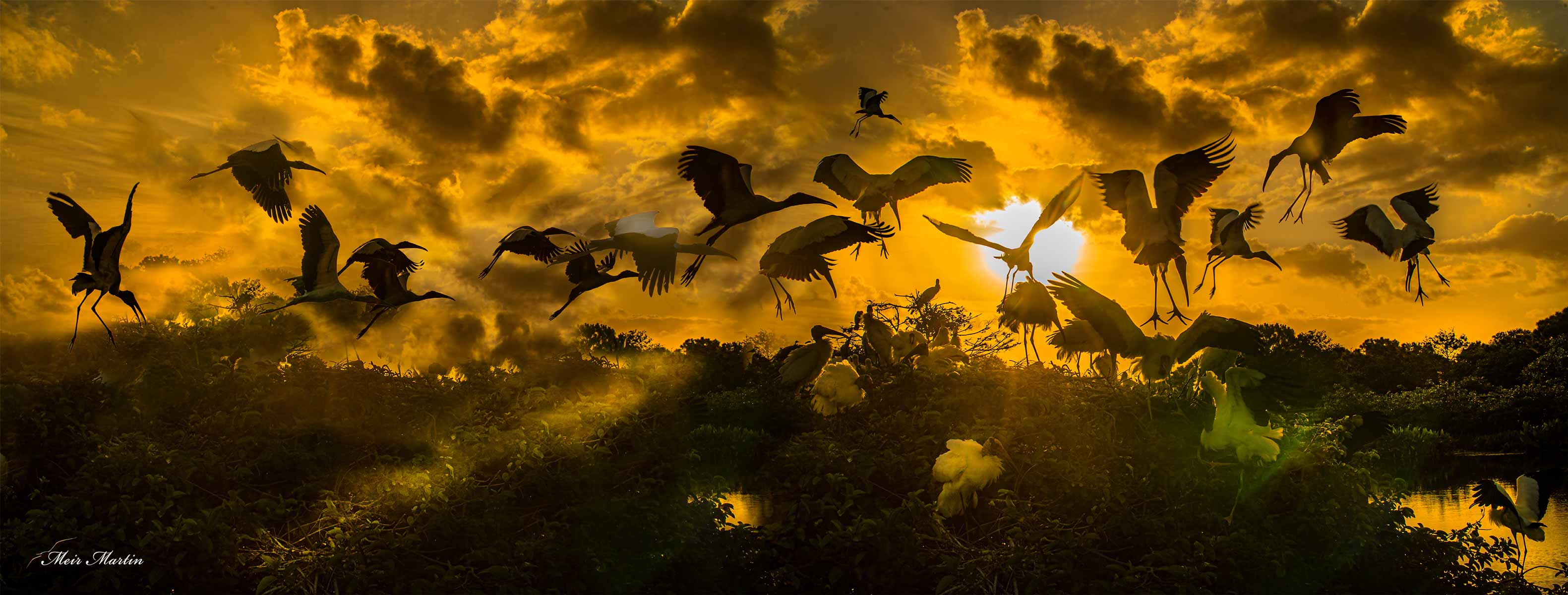 MM-34 I recently came across an incredible artwork created by Meir Martin, which depicts Wood storks in the sunrise over their nesting location in Wakodahatchee, Florida. The artwork is 30x90" and its uniqueness lies in the fact that every time you look at it, you feel like you're diving into the morning in nature. Martin's devotion to nature and wildlife is evident in his distinctive style, which flawlessly captures the essence of both.