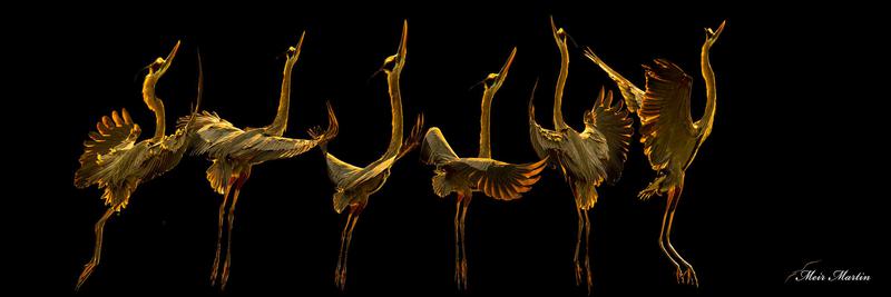 "MM-364: Witness the Great Blue Heron's Ballet Dance in Meir Martin's 20x60" Limited Edition Artwork. The ballerina gracefully glides above water, adorned with glorious wings shining in the red morning sun. Embrace the magic of nature's dance captured by Meir Martin in this sold-out masterpiece."