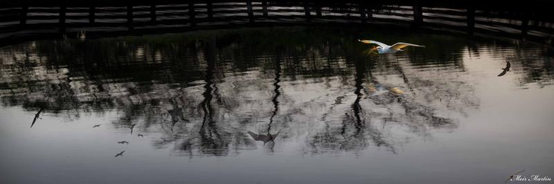 MM-004 "The cattle egret hovers gracefully above the water, its reflection mirrored in the tranquil surface. Witness the beauty of nature's dance with birds and their mesmerizing reflections in this captivating artwork." 20x60" Limited Edition Artwork.