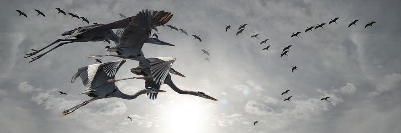  "Soaring High: MM-466, a 20x60" Meir Martin's Artwork featuring a flock of Glossy Ibises and Great Blue Herons. A striking blend of black and white with a pop of color, capturing the birds in graceful flight. Experience nature's beauty in this captivating masterpiece."