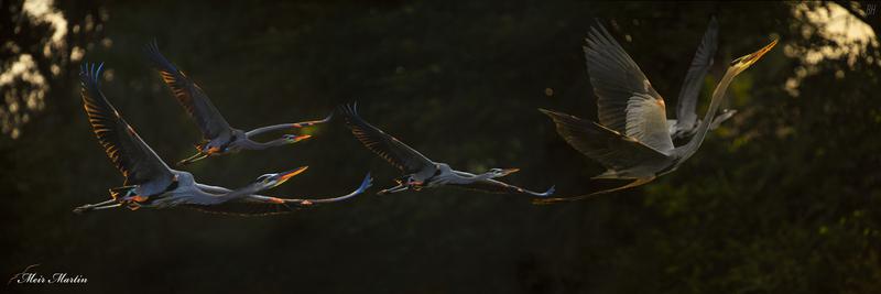 "MM-468: Great Blue in Glory Light. Meir Martin's 20x60 artwork showcases the majestic bird in surreal flight mode. Experience the captivating beauty of the Great Blue Heron soaring gracefully in the ethereal glow, a mesmerizing masterpiece that celebrates nature's wonder."