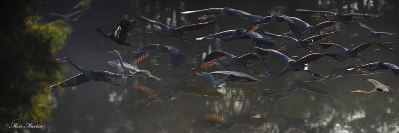  "MM-476: Flock of Great Blue in Glory Light. Meir Martin's 20x60 artwork captures the majestic birds in surreal flight mode. Experience the captivating beauty of the Great Blue Herons gracefully soaring in an ethereal glow—a mesmerizing masterpiece that celebrates the wonder of nature."