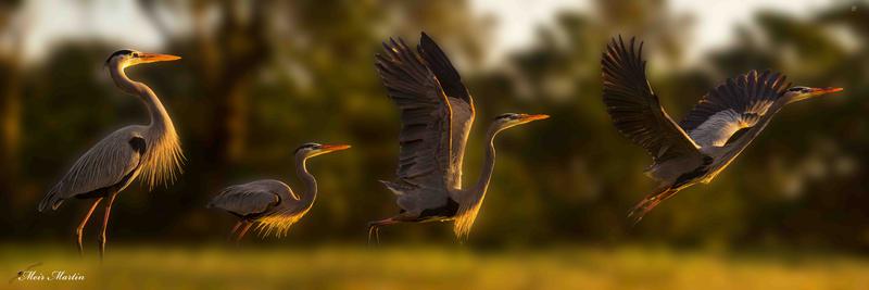 "MM-481: Morning Takeoff of the Great Blue. Meir Martin's 20x60" artwork depicts the majestic bird taking flight in vibrant colors during the morning sunrise. This Limited Edition masterpiece captures the awe-inspiring beauty of nature in a captivating display of artistry."