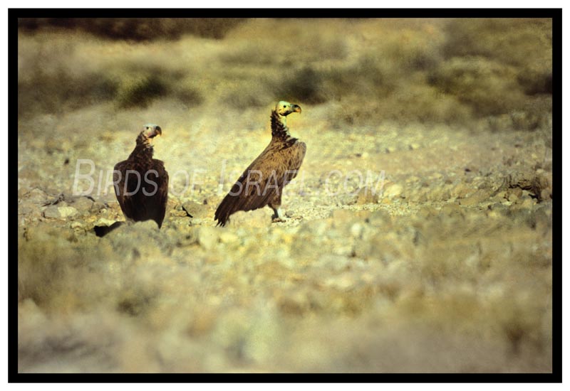 Lappet Face Vulture Exiting from the Israel Dessert 