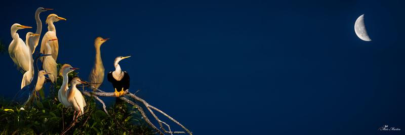 In the early morning, a half-moon hangs in the sky, casting a gentle glow on the standing birds below. The serene scene captures the beauty of nature's peaceful harmony.  Indulge in Meir Martin's Limited Edition Artwork, sized 20x60", and imagine its captivating beauty gracing your wall. Let the art transport you to a world of wonder and immerse you in the artist's extraordinary vision.