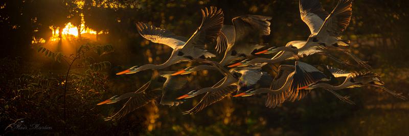 MM-710-RFW-30x90 Storm of Blue