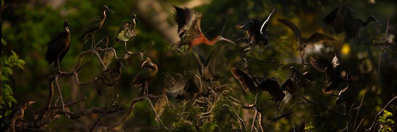Glossy Birds Display MM-721 size 20x60 or larger Original artwork.
