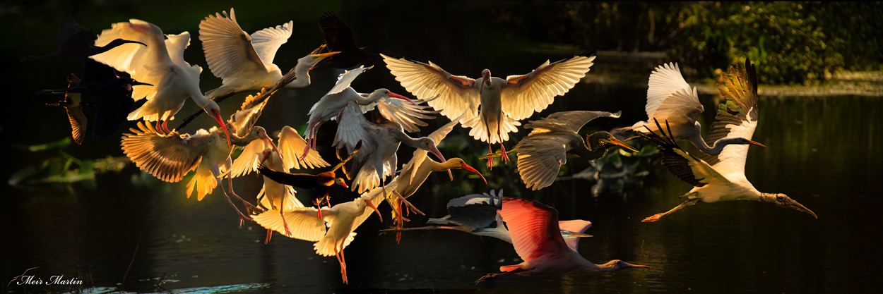 Meir Martin’s Artwork, the creativity of Digital birds photo to unique Artwork, is sold as a limited edition.