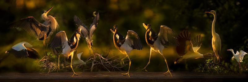 MM-730 Meir Martin, I love creating artwork that shows the power of big birds posing. size 20x60. #meirmartin #artwork #surrealnaturegallery #wallart #surrealnature