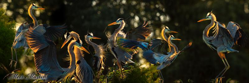 MM-726 In awe, the great blue heron spreads its majestic wings, gazing into the boundless blue, a magnificent portrait of grace and freedom.