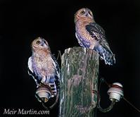 This is the first picture in the world by Meir Martin 1983