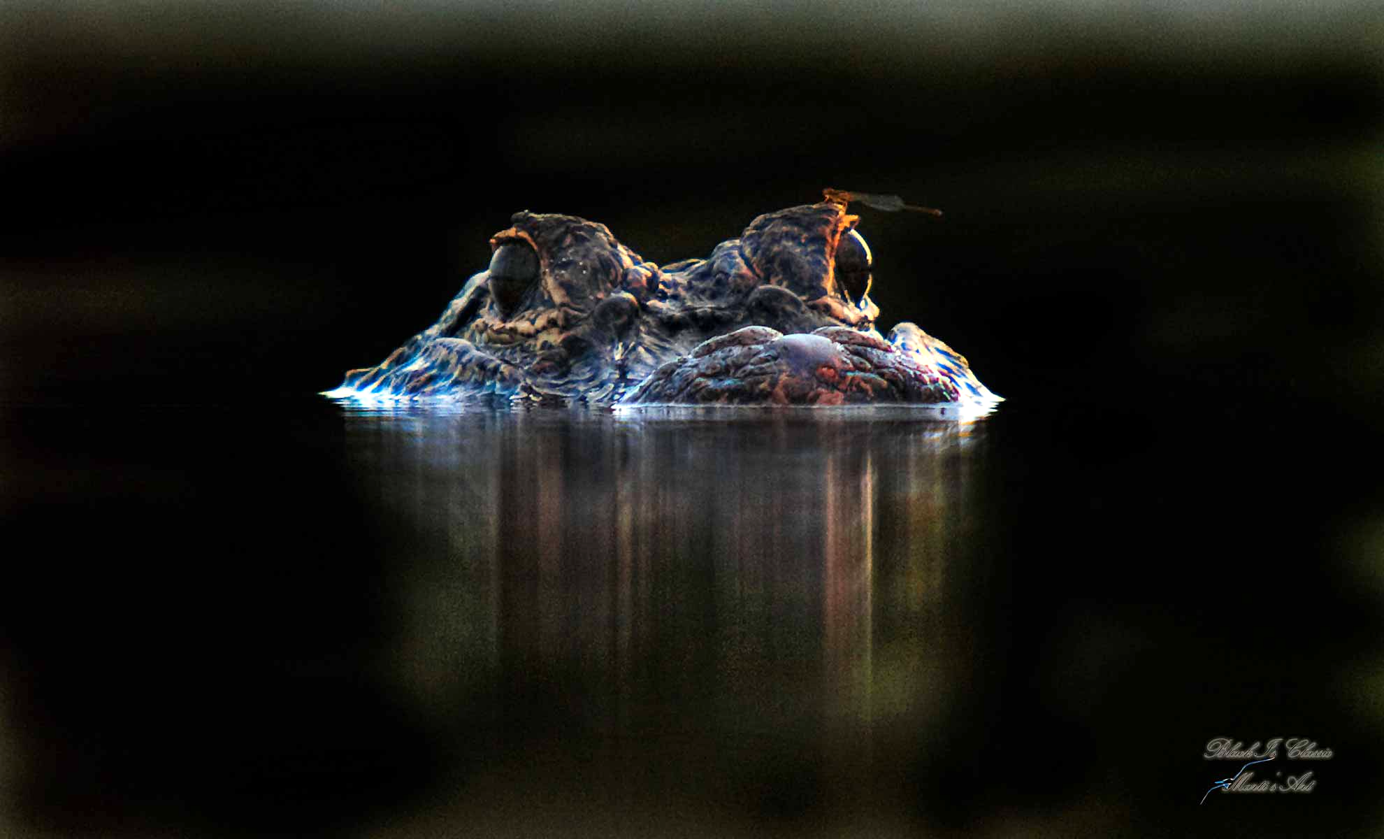  "MM-0249: Meir Martin's Captivating Limited Edition Artwork"  Discover the allure of MM-0249, a mesmerizing 20x30 limited edition artwork by Meir Martin. This captivating piece features an alligator submerged in blacky water, adorned with a dragonfly above its eyes. The clear water's reflections add a touch of magic to this extraordinary creation, inviting viewers to immerse themselves in nature's enchanting realm.