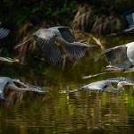 "Nature's Symphony: The Majestic Dance of Great Blue Herons and Egrets in Meir Martin's Artwork"
​
Amidst the tranquil landscape, a symphony of nature unfolds as the majestic Great Blue Herons take deep inside the forest, flying in harmonious unison. 
​
Their synchronized dance paints the water with