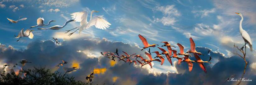 MM-661 Size from 12"X 36" 