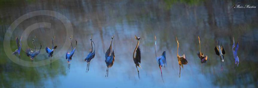 Imaging Birds will dance ballet