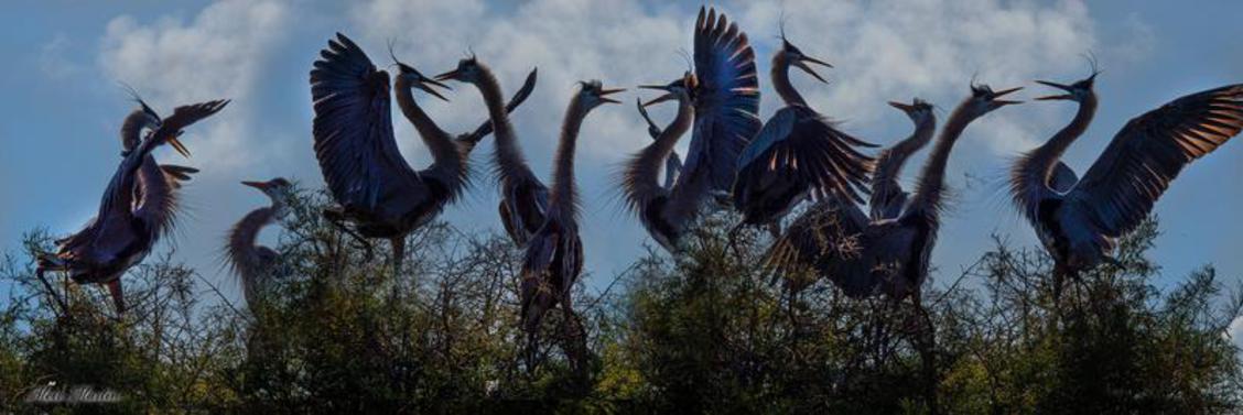 what happened to the Great Blue